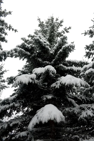 Jedle v sněhu — Stock fotografie