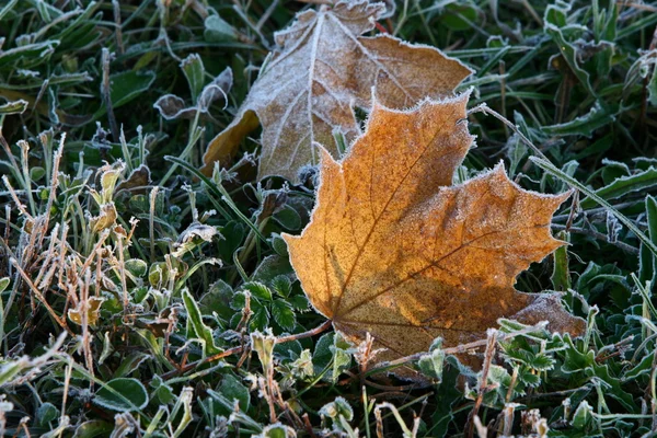 Hoar-frost — стокове фото