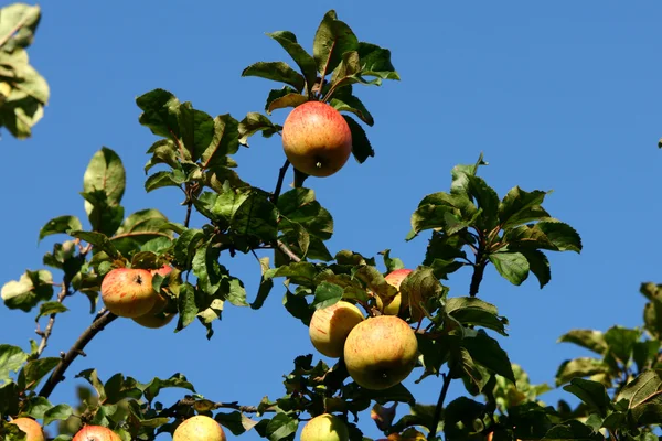 stock image Apple branch