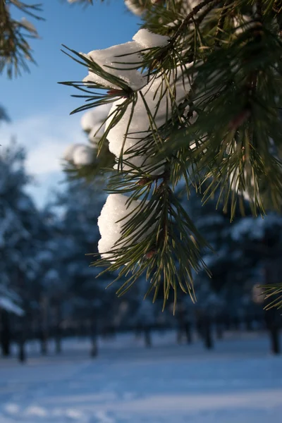 Wintertag — Stockfoto