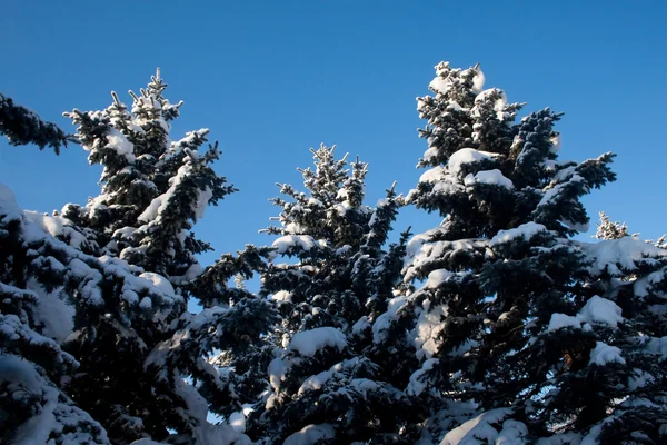 Kış günü — Stok fotoğraf