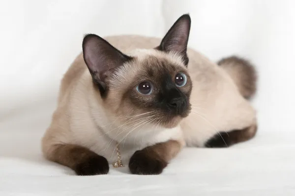 Belleza siamés gato — Foto de Stock