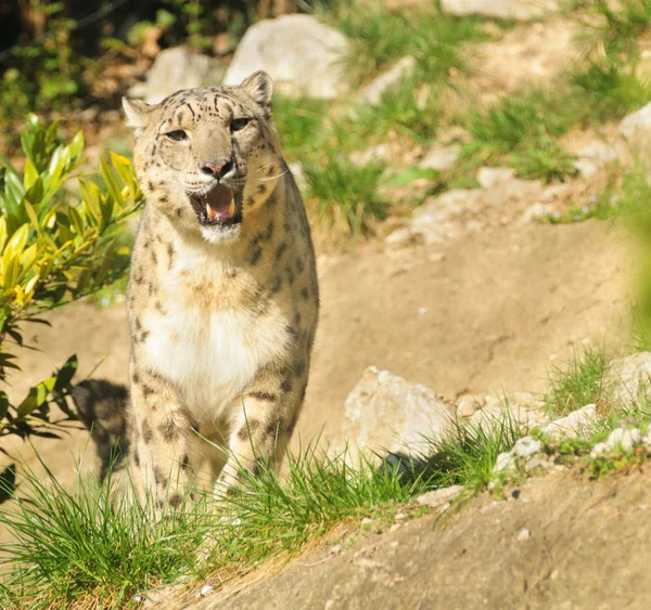 Leopardo da neve (Panthera uncia) — Fotografia de Stock