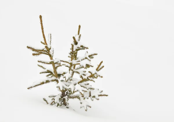 stock image Snow covered tree