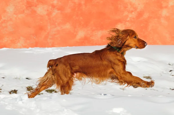 Britischer Cocker Spaniel Hund läuft — Stockfoto
