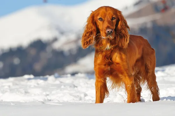 Gyllene cocker spaniel hund i snön — Stockfoto