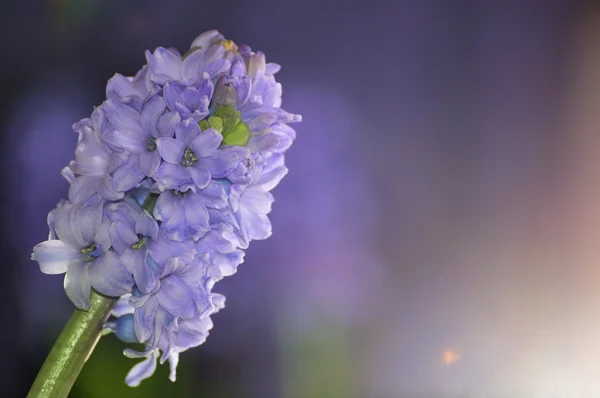 Blauwe hyacint bloem — Stockfoto