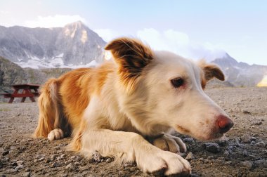 ciddi görünümlü dağ köpek