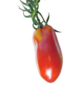 San Marzano tomato, isolated on white clipart