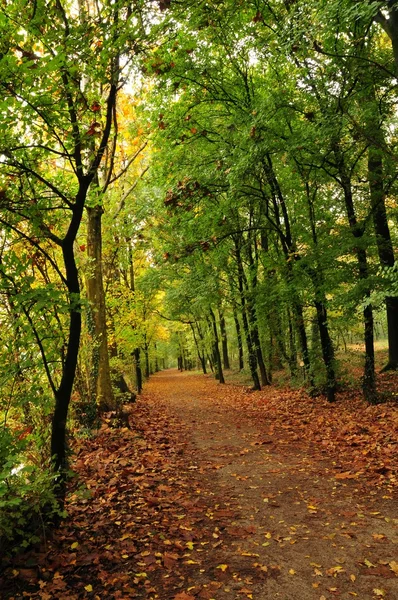 Voetpad onder herfst bomen — Stockfoto