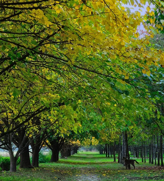 Footpath under autumn trees — Stock Photo, Image