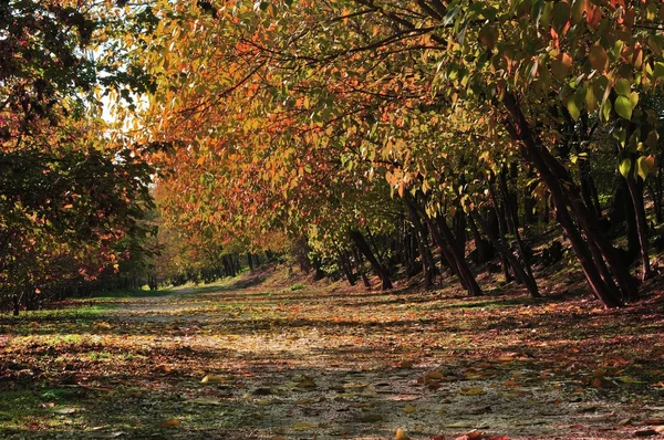 Footpath under autumn trees — Stock Photo, Image