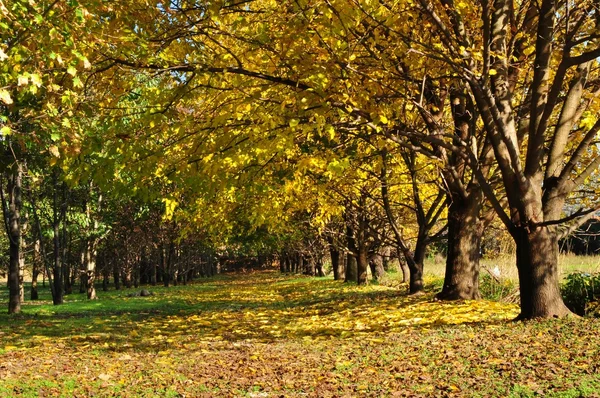 Fußweg unter Herbstbäumen — Stockfoto