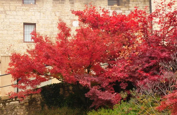 Červený javor přední středověké zdi — Stock fotografie
