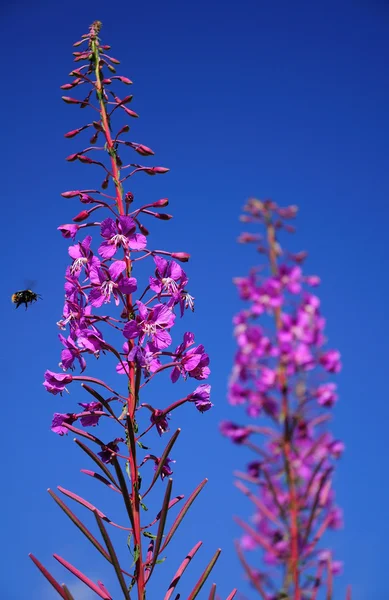 Bumble bee landing and purple flowers — Stock Photo, Image