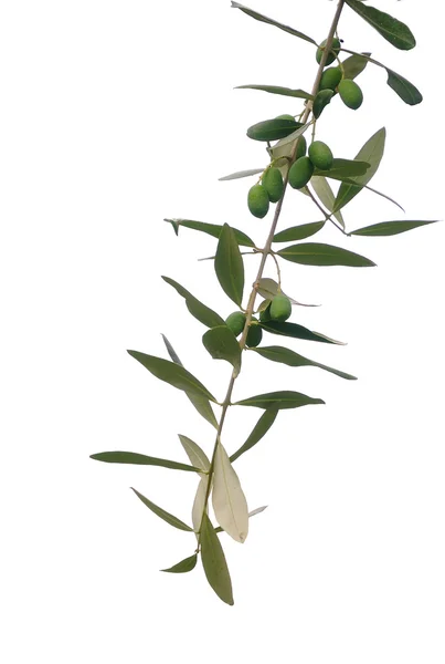 Оливковая ветвь с оливками — стоковое фото