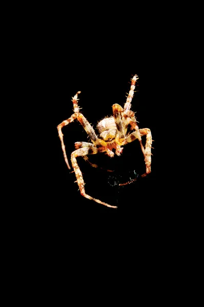 Örümcek ağını örüyor — Stok fotoğraf