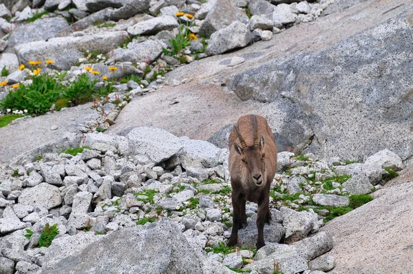 Joven hembra Alpine Ibex — Foto de Stock