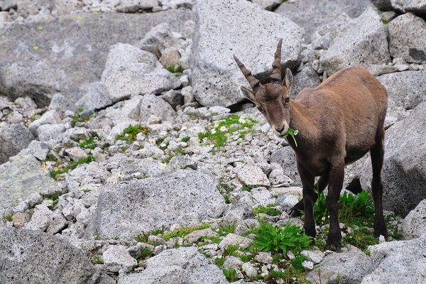 Joven hembra Alpine Ibex — Foto de Stock