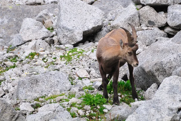 若い女性高山の ibex — ストック写真