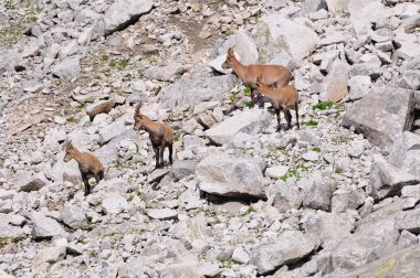 Dört genç kadın Alp ibexes