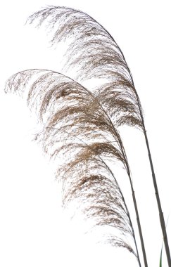 Common reed clipart