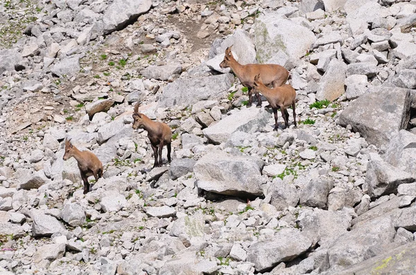 Quatro jovens do sexo feminino Ibexes alpinos — Fotografia de Stock