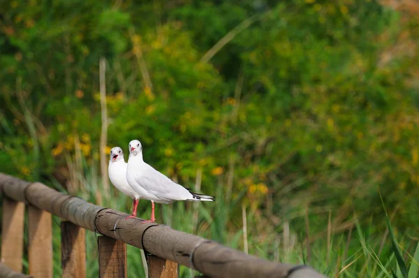Par de gaivotas de cabeça preta — Fotografia de Stock