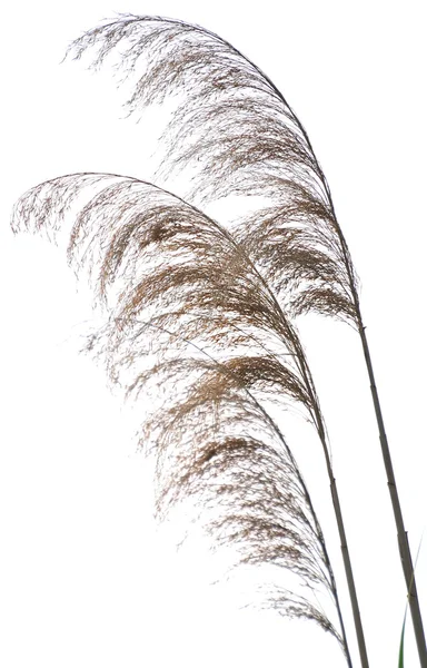 常见的芦苇 — 图库照片
