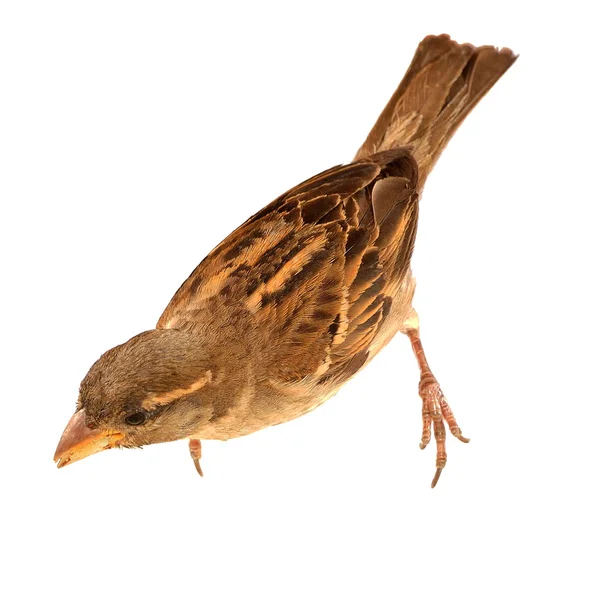 Kvinnliga italienska Sparrow (passer italiae) — Stockfoto