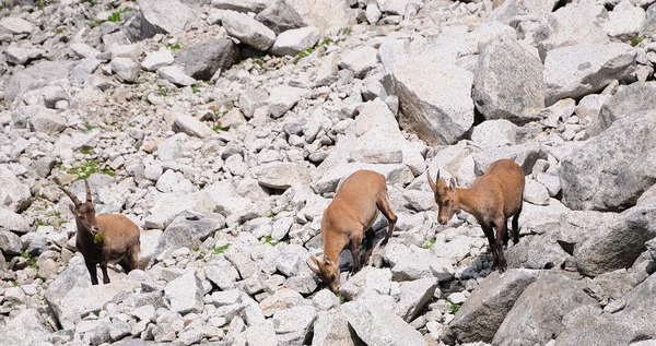 Три молодые самки альпийских ибекса — стоковое фото