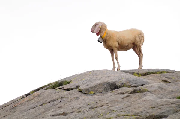 Una oveja de pie sobre una roca, sobre blanco — Foto de Stock