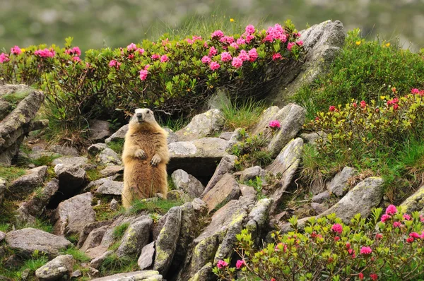 Marmotta tra i fiori di rododendro — Foto Stock