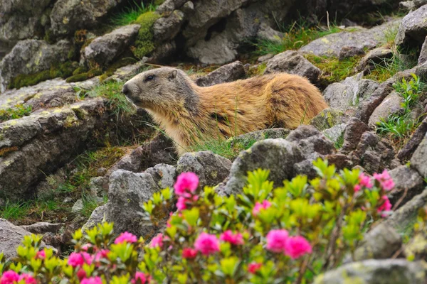 Marmota entre flores de rododendro — Foto de Stock