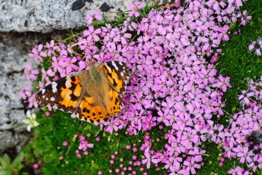Painted Lady on moss campion clipart