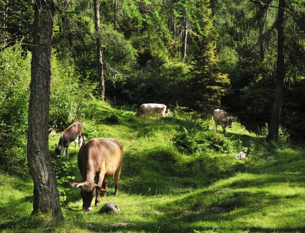 在树林中吃草的母牛 — 图库照片