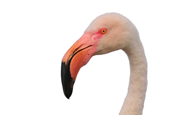 Close up of greater flamingo head — Stock Photo, Image