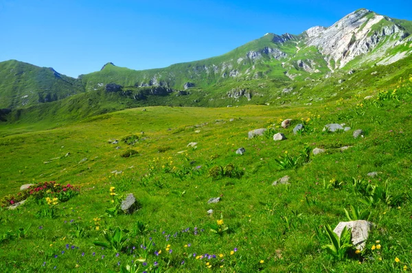 Pradera de montaña con muchas flores — Foto de Stock