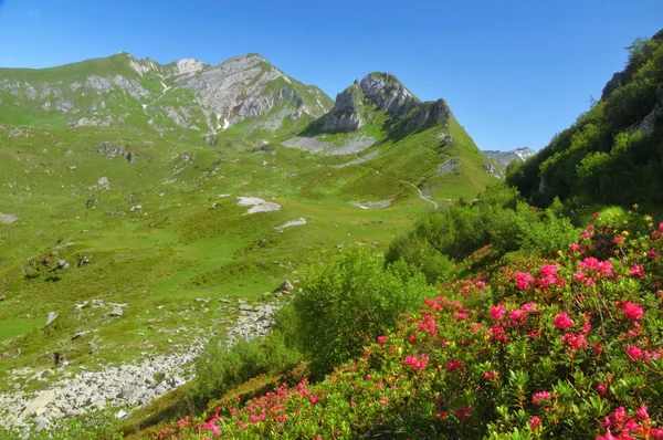 Mountain landscape with rhododendron — Stock Photo, Image