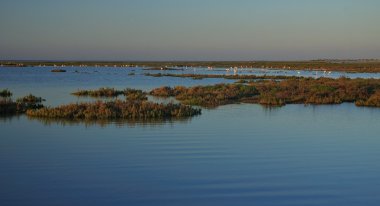 Salt marsh with greater flamingoes clipart