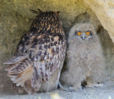 Civciv ve yetişkin kartal baykuş (bubo bubo)