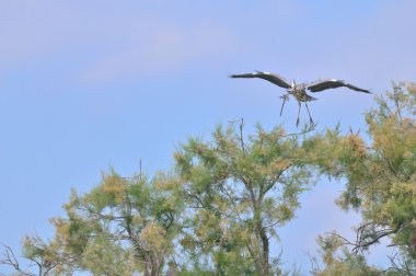 Gray Heron landing with a large twig clipart