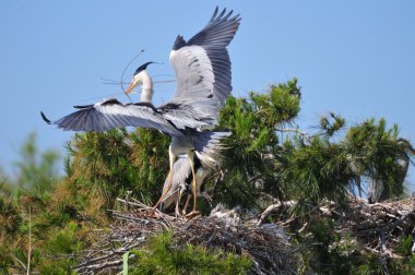 Couple of Gray Herons clipart