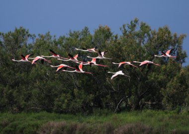 13 büyük flamingoları uçuş