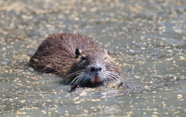 Coypu (myocastor adatavşanları)