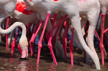 Legs necks and single head of flamingoes clipart