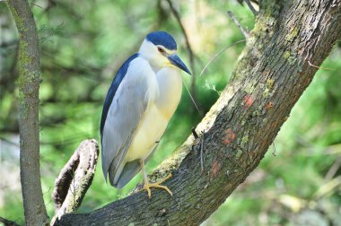 Black-crowned Night Heron clipart