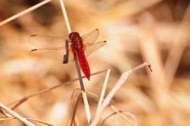 Scarlet Dragonfly Crocothemis erythraea clipart