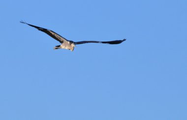 Young gray heron flying clipart