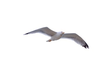 Common seagull isolated on white clipart